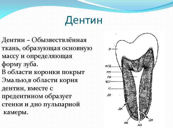 Особенность строения дентина какую функцию он выполняет. Структура дентина гистология. Гистология дентина зубов.