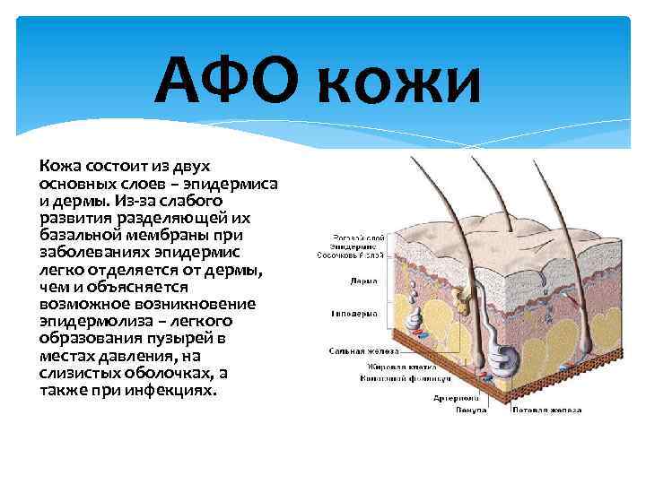 АФО кожи Кожа состоит из двух основных слоев – эпидермиса и дермы. Из-за слабого