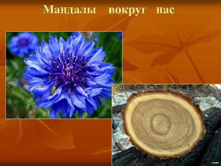 Мандалы вокруг нас 