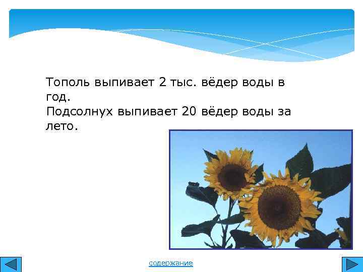 Тополь выпивает 2 тыс. вёдер воды в год. Подсолнух выпивает 20 вёдер воды за