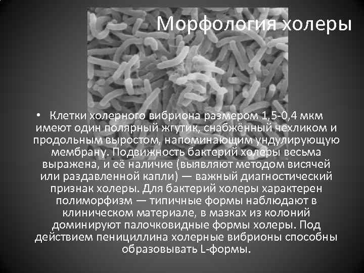 Морфология холеры • Клетки холерного вибриона размером 1, 5 -0, 4 мкм имеют один