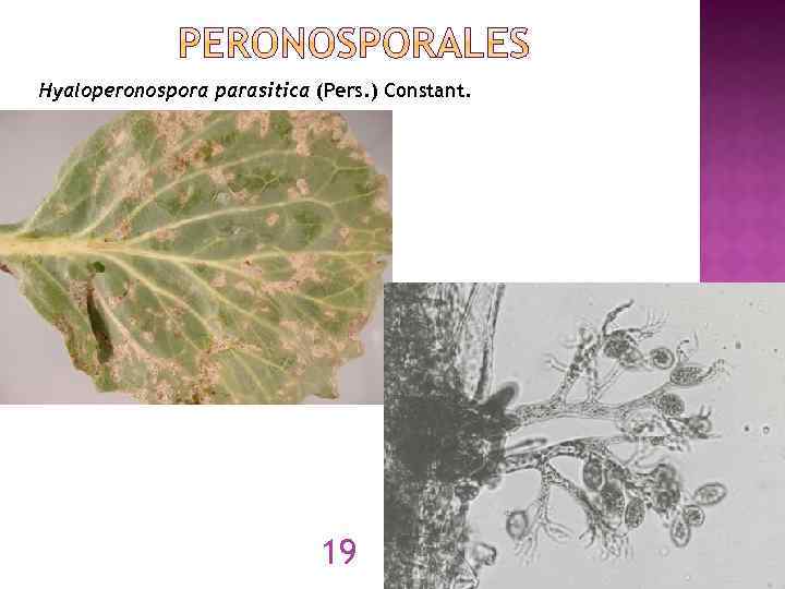 Hyaloperonospora parasitica (Pers. ) Constant. 19 