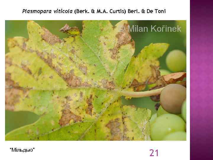 Plasmopara viticola (Berk. & M. A. Curtis) Berl. & De Toni “Мільдью” 21 
