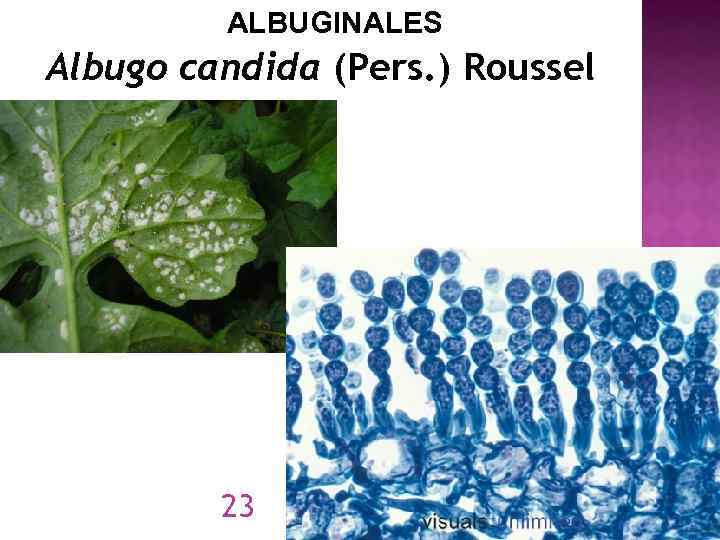 ALBUGINALES Albugo candida (Pers. ) Roussel 23 