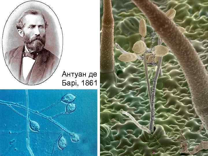 Антуан де Барі, 1861 26 