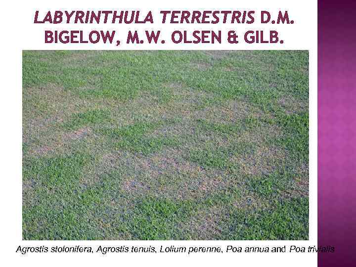 LABYRINTHULA TERRESTRIS D. M. BIGELOW, M. W. OLSEN & GILB. Agrostis stolonifera, Agrostis tenuis,