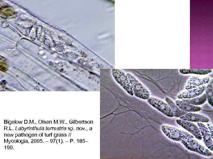 Bigelow D. M. , Olsen M. W. , Gilbertson R. L. Labyrinthula terrestris sp.