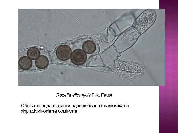 Rozella allomycis F. K. Faust Облігатні ендопаразити водних бластокладіомікотів, хітридіомікотів та оомікотів 