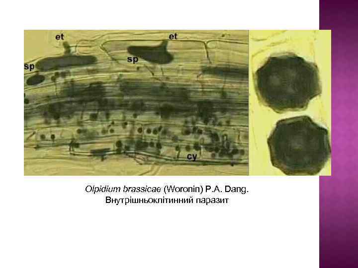 Olpidium brassicae (Woronin) P. A. Dang. Внутрішньоклітинний паразит 