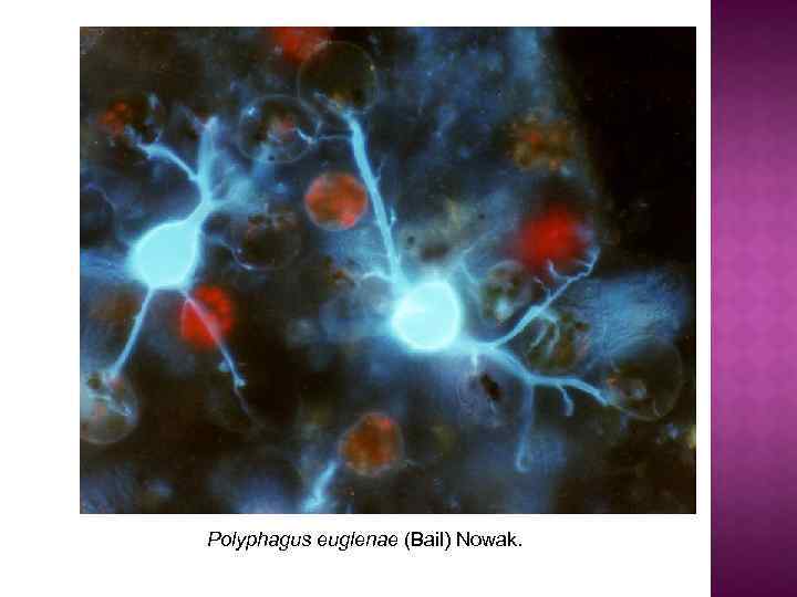 Polyphagus euglenae (Bail) Nowak. 