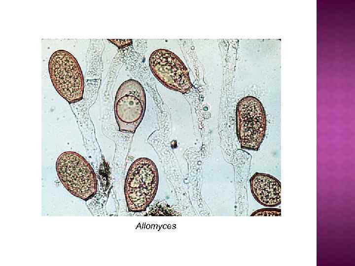 Allomyces 