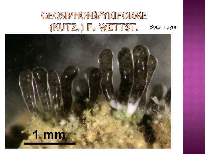 Вода, ґрунт 