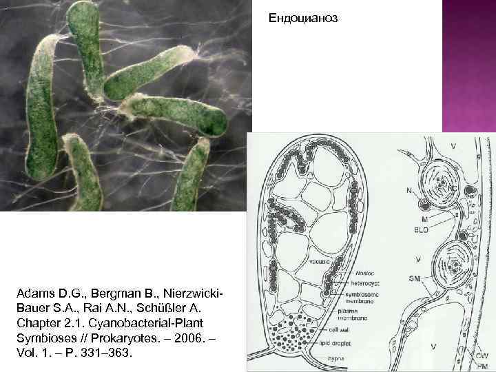 Ендоцианоз Adams D. G. , Bergman B. , Nierzwicki. Bauer S. A. , Rai