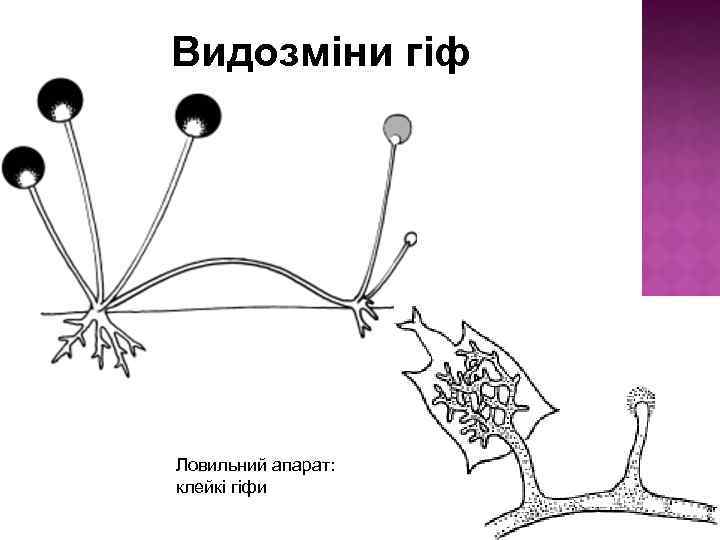 Видозміни гіф Ловильний апарат: клейкі гіфи 