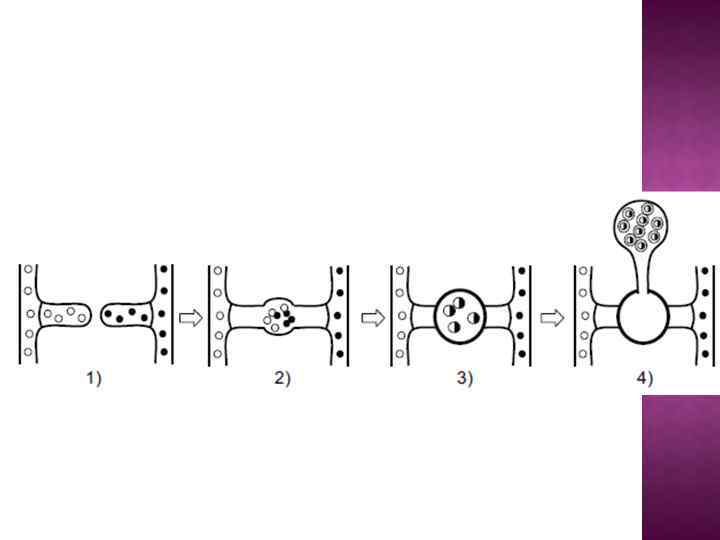 Статевий процес 