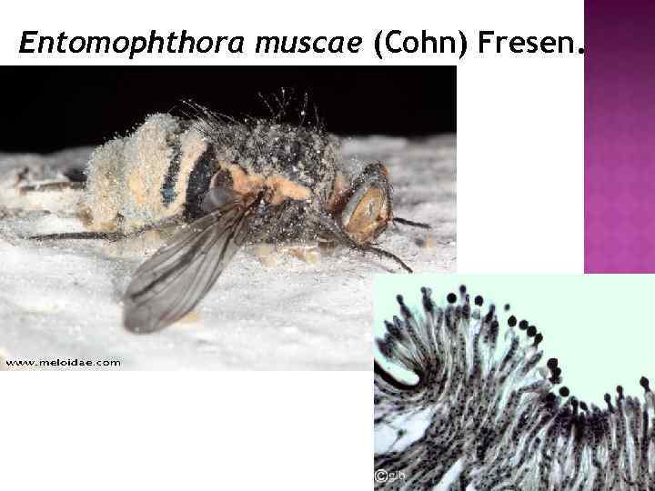 Entomophthora muscae (Cohn) Fresen. 