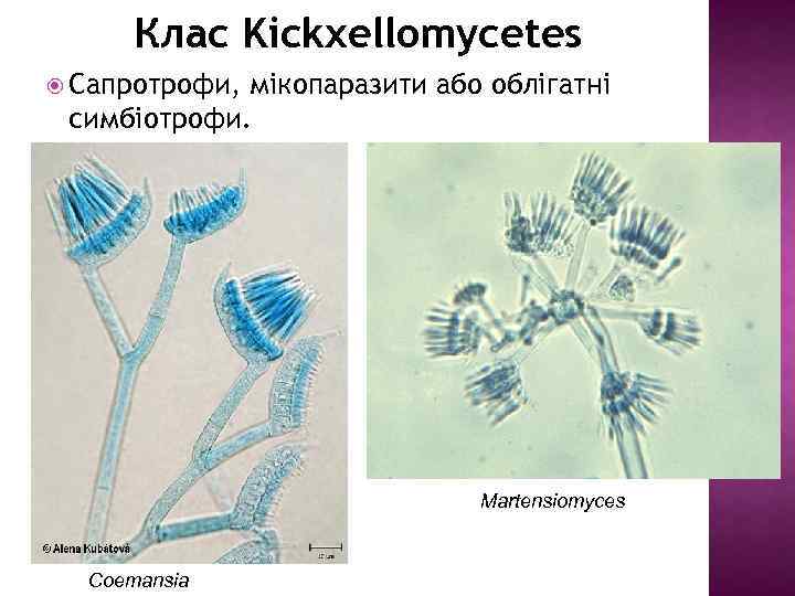 Клас Kickxellomycetes Сапротрофи, мікопаразити або облігатні симбіотрофи. Martensiomyces Coemansia 