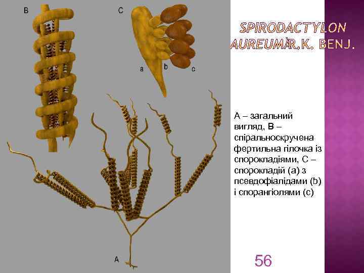 A – загальний вигляд, B – спіральноскручена фертильна гілочка із спорокладіями, C – спорокладій