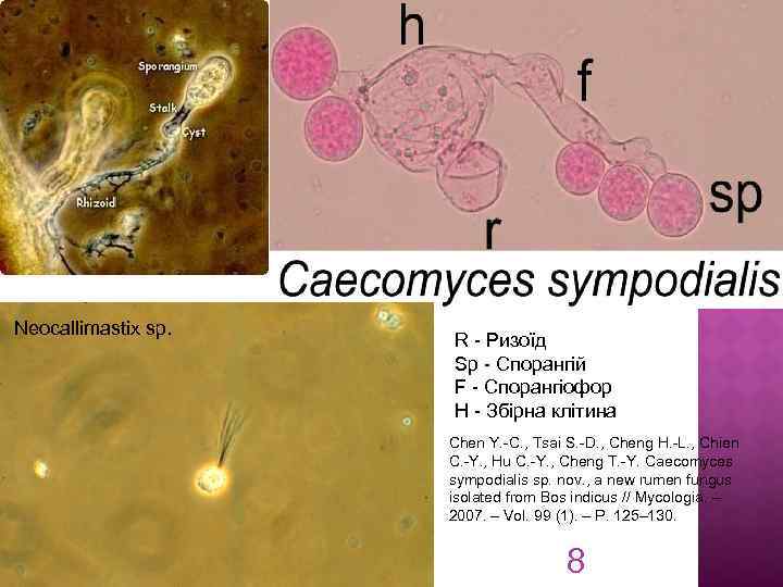 Neocallimastix sp. R - Ризоїд Sp - Спорангій F - Спорангіофор H - Збірна