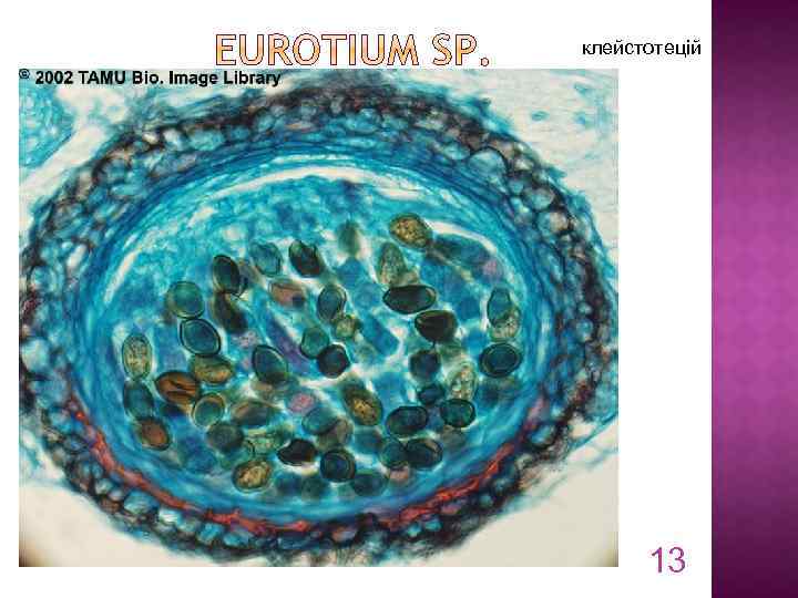 клейстотецій 13 