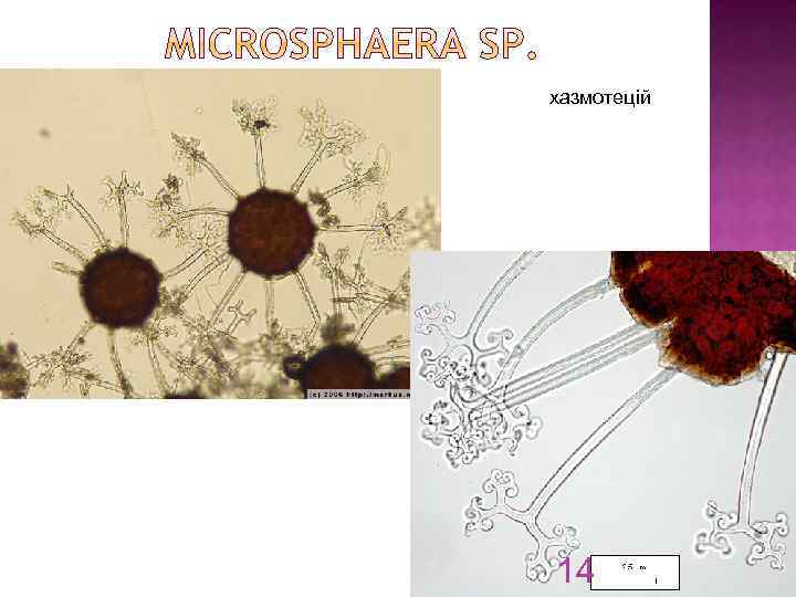 хазмотецій 14 