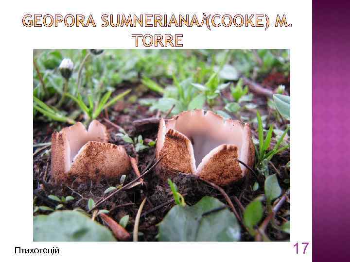 Птихотецій 17 