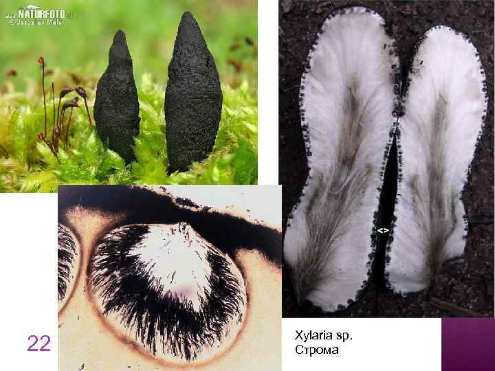 22 Xylaria sp. Строма 