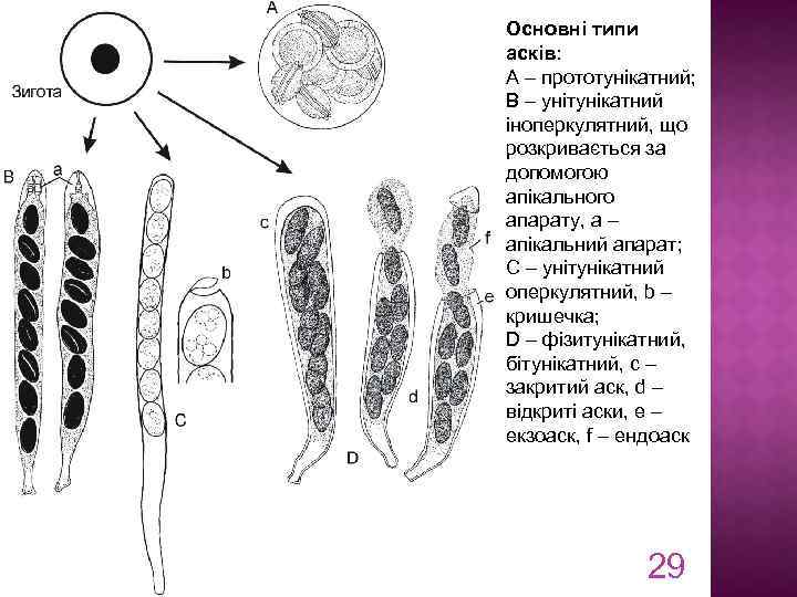 Основні типи асків: A – прототунікатний; B – унітунікатний іноперкулятний, що розкривається за допомогою