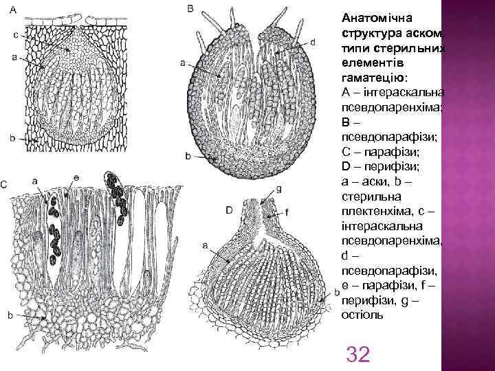 Анатомічна структура аском, типи стерильних елементів гаматецію: A – інтераскальна псевдопаренхіма; B – псевдопарафізи;