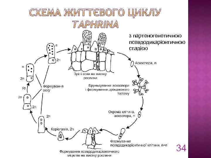 з партеногенетичною псевдодикаріонтичною стадією 34 