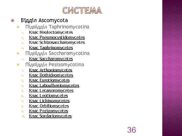 Відділ Ascomycota Підвідділ Taphrinomycotina 1. 2. 3. 4. Клас Neolectomycetes Pneumocystidomycetes Schizosaccharomycetes Taphrinomycetes Підвідділ