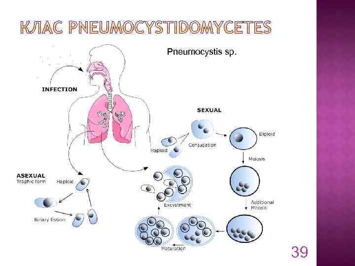 Pneumocystis sp. 39 