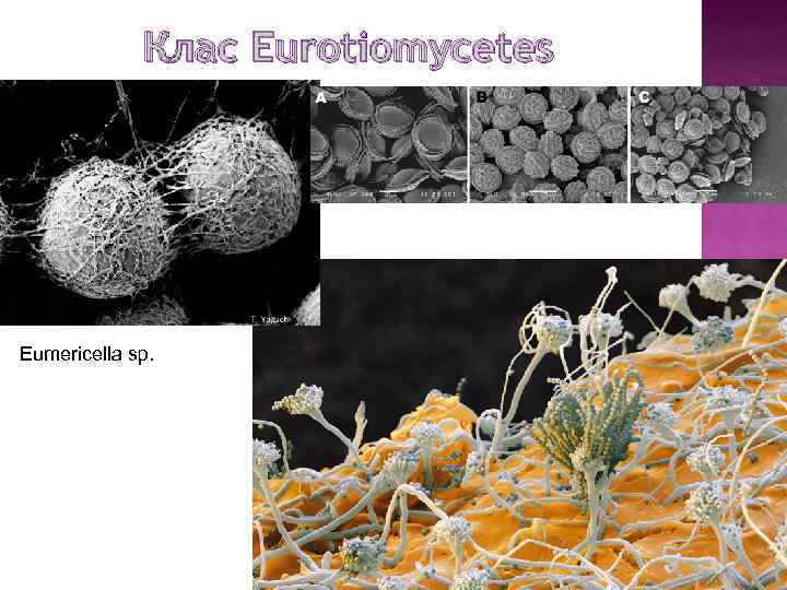 Клас Eurotiomycetes Eumericella sp. 46 