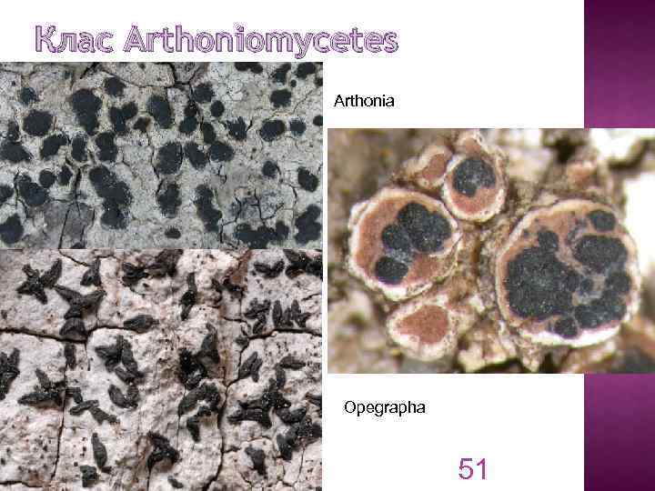 Клас Arthoniomycetes Arthonia Opegrapha 51 