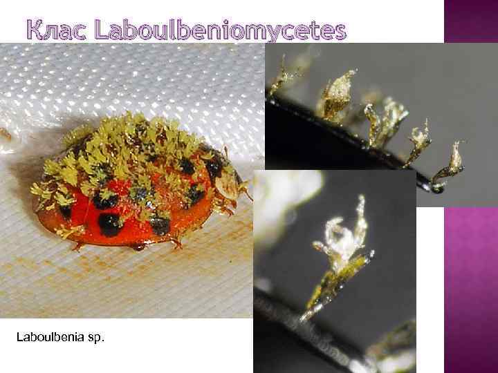 Клас Laboulbeniomycetes Laboulbenia sp. 56 