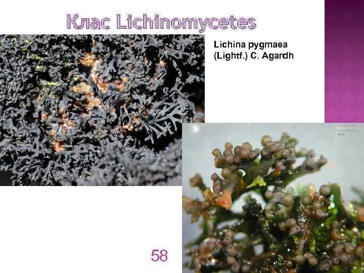 Клас Lichinomycetes Lichina pygmaea (Lightf. ) C. Agardh 58 