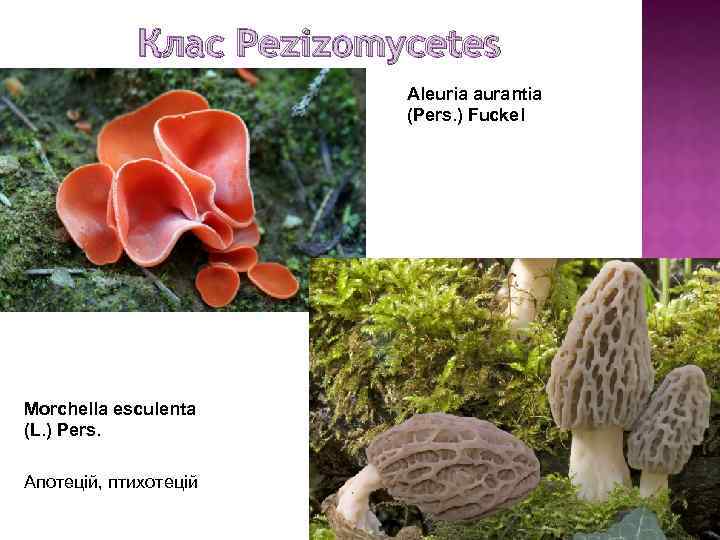 Клас Pezizomycetes Aleuria aurantia (Pers. ) Fuckel Morchella esculenta (L. ) Pers. Апотецій, птихотецій