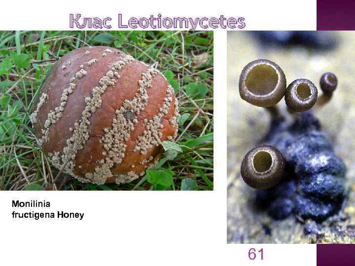 Клас Leotiomycetes Monilinia fructigena Honey 61 
