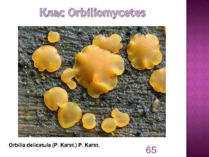 Клас Orbiliomycetes Orbilia delicatula (P. Karst. ) P. Karst. 65 