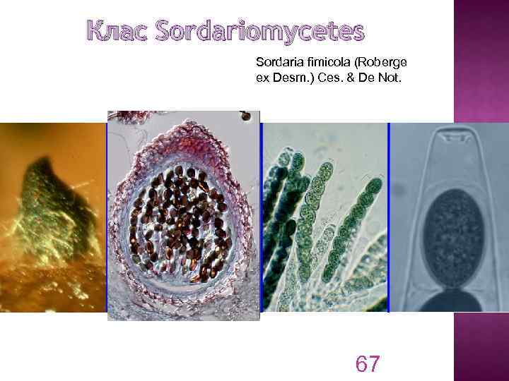 Клас Sordariomycetes Sordaria fimicola (Roberge ex Desm. ) Ces. & De Not. 67 