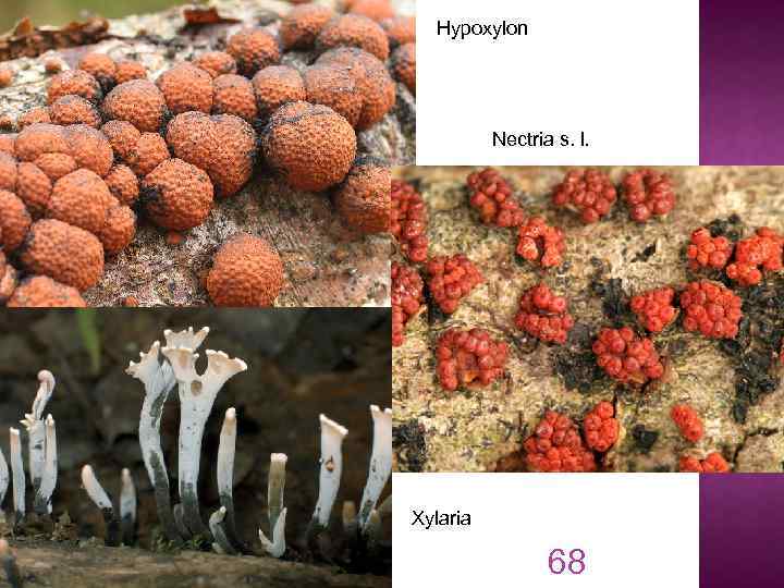 Hypoxylon Nectria s. l. Xylaria 68 