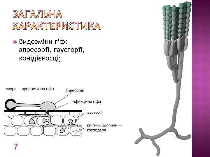  7 Видозміни гіф: апресорії, гаусторії, конідієносці; 