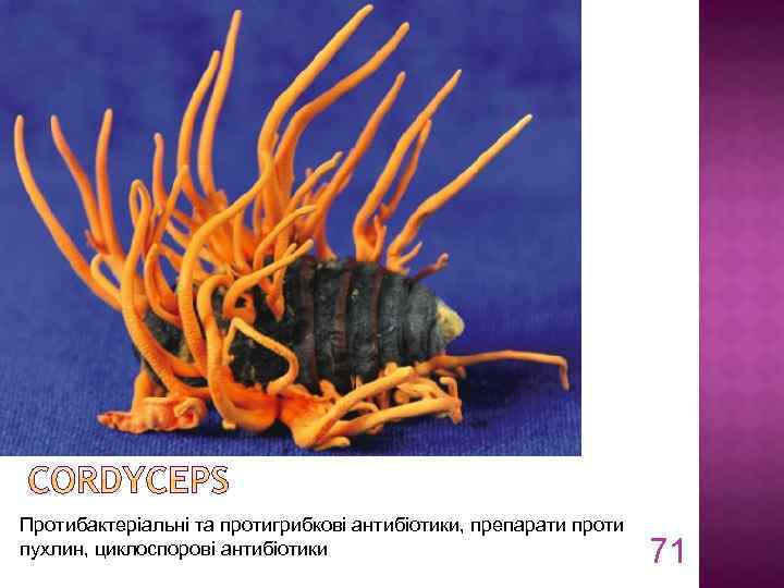 Протибактеріальні та протигрибкові антибіотики, препарати проти пухлин, циклоспорові антибіотики 71 
