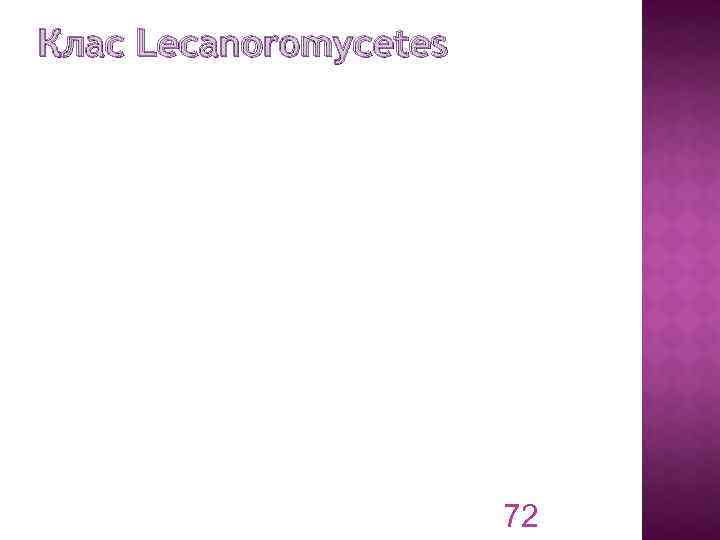 Клас Lecanoromycetes 72 