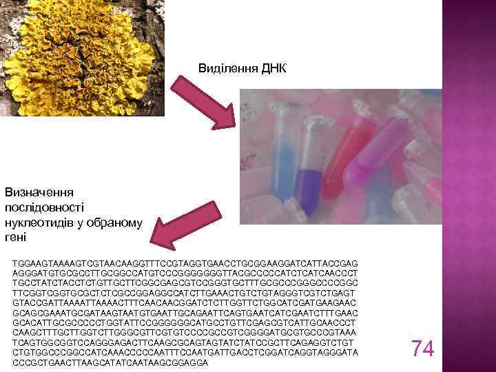 Виділення ДНК Визначення послідовності нуклеотидів у обраному гені TGGAAGTAAAAGTCGTAACAAGGTTTCCGTAGGTGAACCTGCGGAAGGATCATTACCGAG AGGGATGTGCGCCTTGCGGCCATGTCCCGGGGGGGTTACGCCCCCATCTCATCAACCCT TGCCTATCTACCTCTGTTGCTTCGGCGAGCGTCCGGGTGCTTTGCGCCCGGGCCCCGGC TTCGGTGCGCTCTCGCCGGAGGCCATCTTGAAACTGTAGGGTCGTCTGAGT GTACCGATTAAAACTTTCAACAACGGATCTCTTGGTTCTGGCATCGATGAAGAAC GCAGCGAAATGCGATAAGTAATGTGAATTGCAGAATTCAGTGAATCATCGAATCTTTGAAC