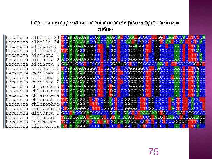 Порівняння отриманих послідовностей різних організмів між собою 75 