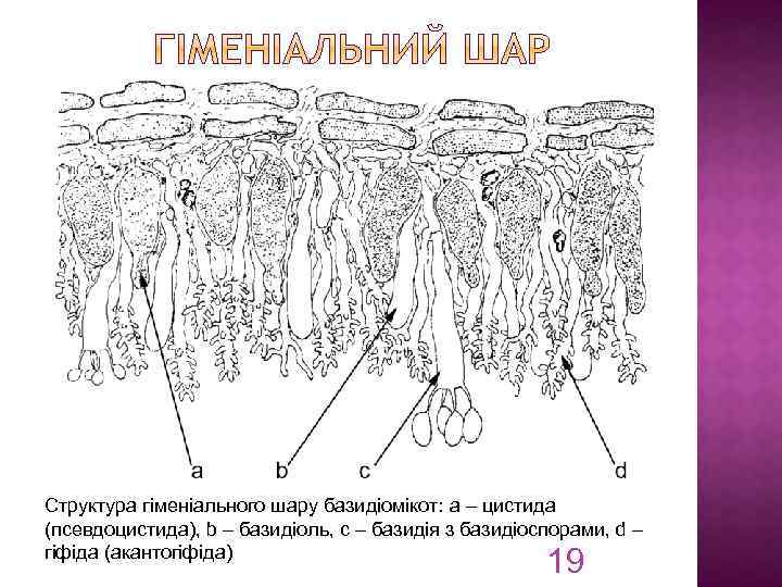 Структура гіменіального шару базидіомікот: a – цистида (псевдоцистида), b – базидіоль, c – базидія