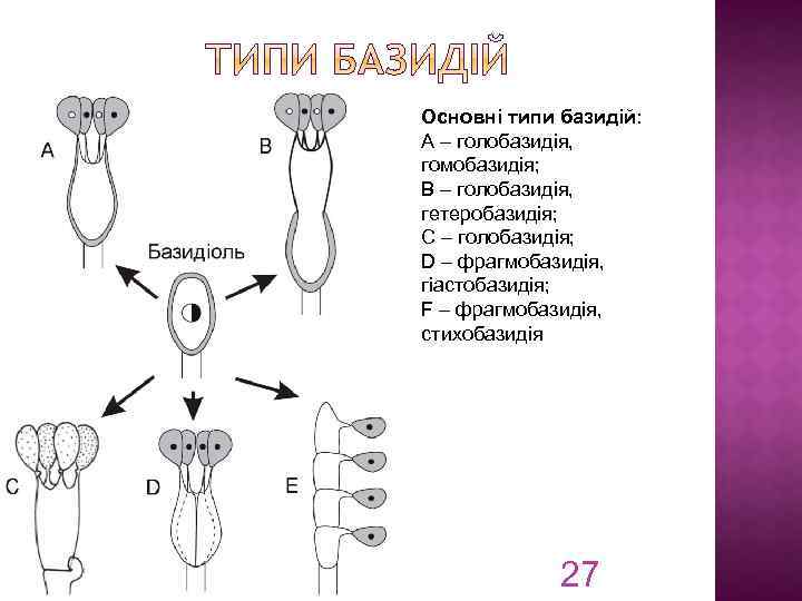 Основні типи базидій: A – голобазидія, гомобазидія; B – голобазидія, гетеробазидія; C – голобазидія;