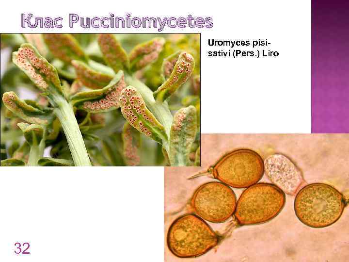 Клас Pucciniomycetes Uromyces pisisativi (Pers. ) Liro 32 