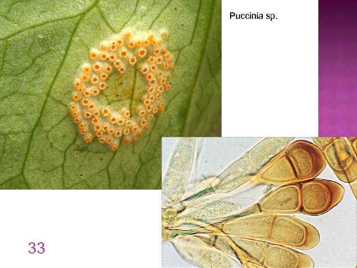 Puccinia sp. 33 